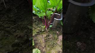 Modern Farming 🚜 | How Technology is Revolutionizing Agriculture 🌱 | #SmartFarming #AgriTech
