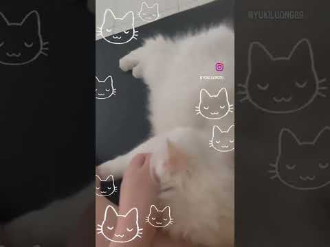 Indeed She is ☺️ #cat #catlover #catlife #catlovers #cats_of_world #catholic #shorts #shortvideo