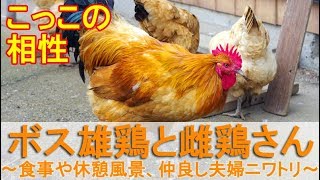 ボス雄鶏と雌鶏さん～食事や休憩風景、仲良し夫婦の名古屋コーチン～