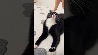 Silly Cats Doing the Most! 😹💫