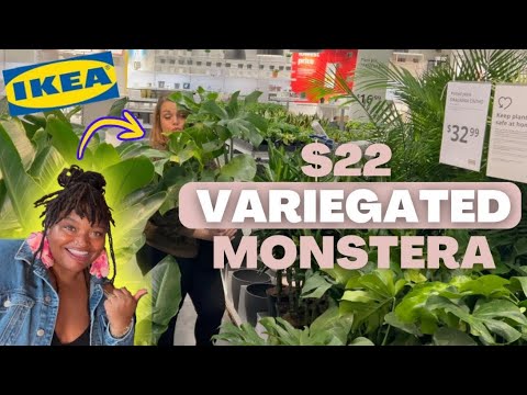 BIG BOX PLANT SHOPPING and finding a $22 Variegated Monstera at IKEA!