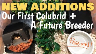 Snake Unveiling x2 | Our First Colubrid | A New Powerhouse Future Breeder