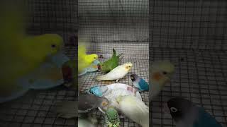 #enjoyment #birds #parrot 🦜#cocktails #enjoylife #Enjoy the food🍲 #love ❤#lovelybaby 🧿🧿🧿