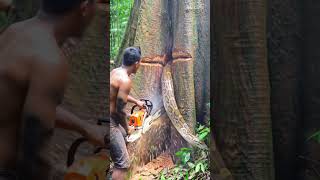 Have you ever witnessed something terrifying come out of a tree?#wood #chainsaw #amazing#woodworking