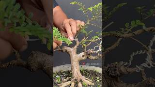Creating a Formal Style Bonsai