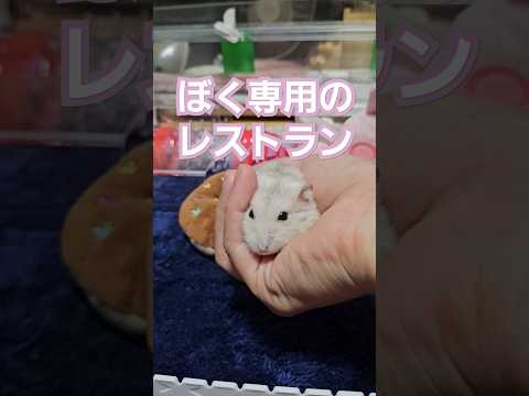 ハムスター 専用のレストラン ♯可愛い ♯小動物
