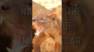 🐾🌳 Meet the Fossa: Madagascar's Top Predator!