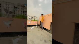 Ye kya ho Gaya 🕊️ #daliyvlog #trending #kabutar #youtubeshorts #viralvideo #pigeonlaver #lover