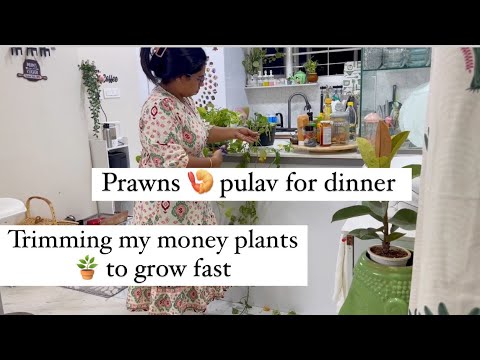 Evening time of working mom || prawns pulav for dinner || money plant care tips and trimming