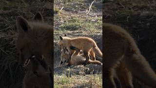 Fox Facts You Never Knew (But Will Love!) #shortsfeed