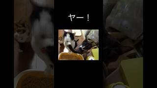 #ねこのいる生活 #ねこ動画 #猫