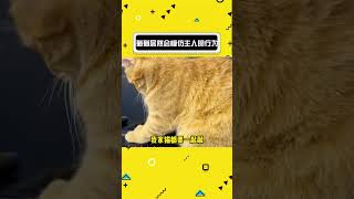 猫猫居然会模仿主人的行为#娱乐评论大赏 #猫咪 #萌猫趣事 #猫猫的心思全写在脸上了#shorts