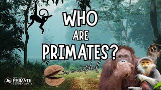WHO are Primates?