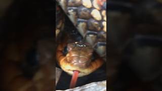 Hidden snake facts you don't know