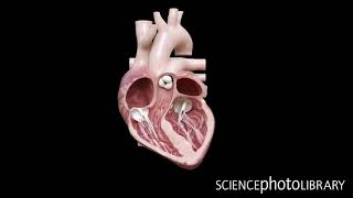 Expertly animated by Sciepro  this animation shows a cross section of the human heart beating    ⠀⠀⠀