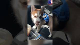 #cat #funny #happycats #catmemes #music #memes #trending #trendingshorts #tiktok #new #reels #ad