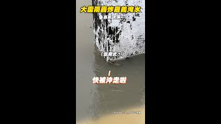 【嘉義太保淹水】家門前淹出小河！鼠鼠狂游求生...下秒竟往池塘游 #Shorts