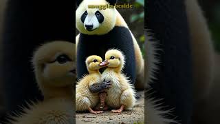 Duckling Helps Injured Panda Cub #shorts #ytshorts #panda #pandastory