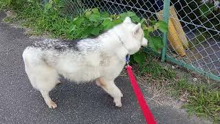 保護犬ハスキー、我が家最後の散歩