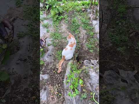The Ultimate Compilation of Adorable Cat Moments