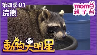 動物大明星 S4【浣熊】第4季 第01集｜認識動物｜自然生態｜魚類｜爬蟲類｜昆蟲｜海洋生物｜哺乳類｜Animal big star｜兒童電視節目【親子台｜官方HD完整版】momokids