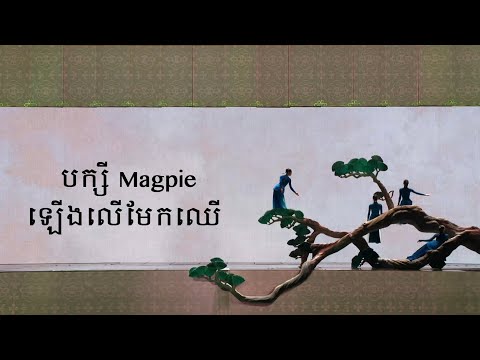 បក្សី Magpie ឡើងលើមែកឈើ