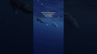 🦈 HOW TO SURVIVE A TIGER SHARK ENCOUNTER (Expert Advice from Ocean Ramsey)#sharkwhisperer