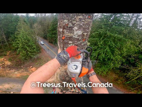 Dropping tops at Maple Ridge 🍁  Working for B.C. Tree Service