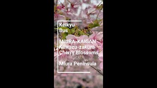 Keikyu bus Kawazu-zakura Cherry Blossoms and Miura peninsula , Japan