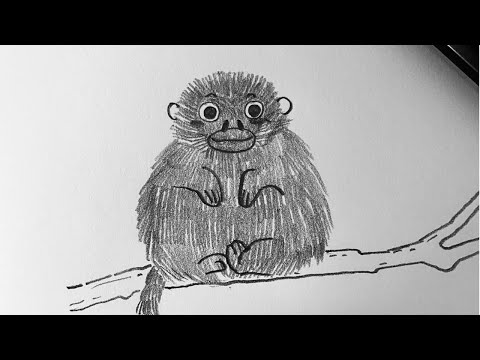 05速写｜铅笔手绘｜小毛猴