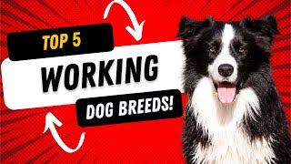 The Top 5 Working Dog Breeds!