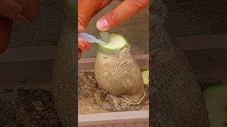 Adenium Unique Grafting Skill | Graft Desert Rose With Glue #shorts #adenium