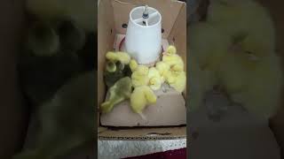 #chicken #goose #geese #geeselive #goosegooseduck