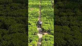 Tea Garden #champawat #uttarakhand #nature #shorts #viralvideo #teagarden #family