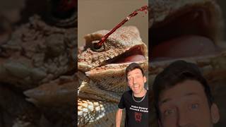 The Horned Lizard is a WEIRD one 👀