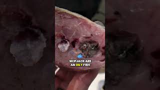 Have You Ever Used Skipjack for Catfish Bait? #fishingforcatfish #fishing #catfishingtips #catfish