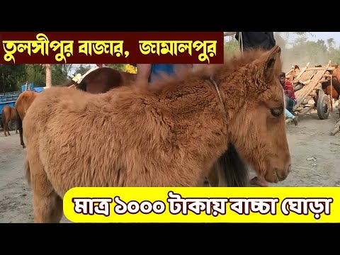 মাত্র ১০০০ টাকায় বাচ্চা-ঘোড়া কিনুন || তুলসীপুর বাজার ঘোড়াহাটে || Tulshipur bazar ghorar haght