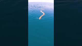 CLOSE SEA SNAKE ENCOUNTER!!