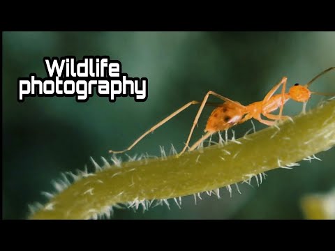 Wildlife photography | insects | Ants