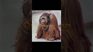 Extinct animal counterparts pt2 #animals #extinction #mammoth #elephant #orangutan #gigantopithecus