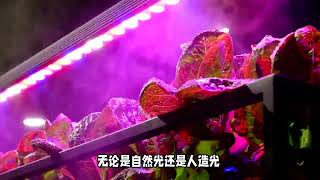 灯光也能让植物“吃光”吗？揭秘光合作用的神奇奥秘！诚品绿仓－－悠然　自然　卓越