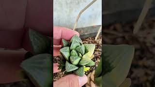 I Tossed a Rare Window Pane Succulent… and This Happened 😱🌿 | Variegated Haworthia Reveal!