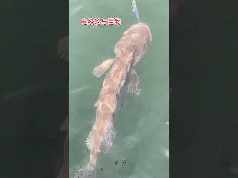 电绞轮遇到巨物也要帮一把￼！