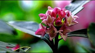 中国传统名花，金边瑞香，花后修剪技巧，越剪越美花越多