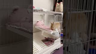 Some adorable Rabbits #rabbit #bunny #pets #animals #petvideos #petcare #fyp #shorts