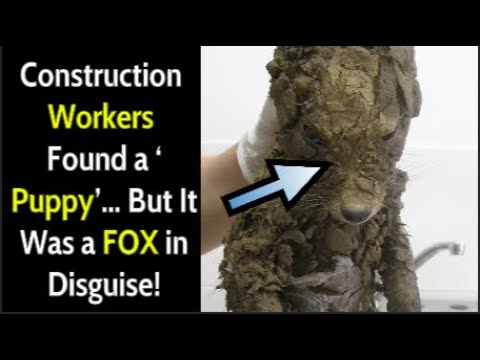 Construction Workers Found a ‘Puppy’… But It Was a FOX in Disguise! #truestory #truestory