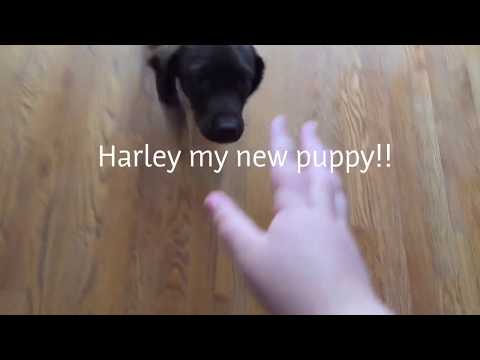 I GOT A PUPPY!!!