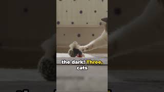 5 Surprising Things About Cats  #petcareprovider #petlovers #animals #petpals