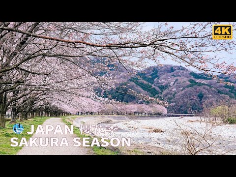 Sakura Season | Travelling in Japan | 100 Landscapes of Japan | Japanese Spring | 4K HD 60fps Video