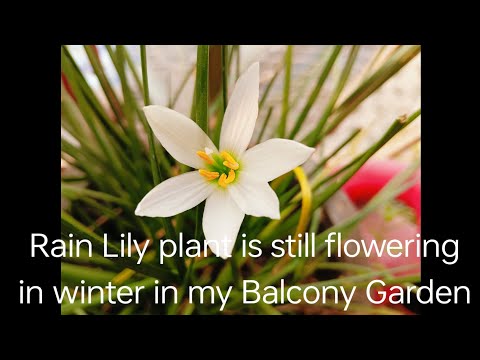 Views Of Some Flowering Plants Of My Balcony Garden@NatureNWe_7